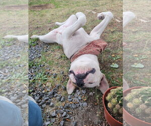 FREYA - Female American Pit Bull Terrier-Unknown Mix Dog for Adoption - Photo #2