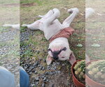 Small #1 American Pit Bull Terrier Mix