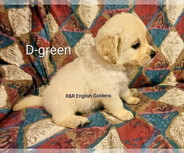 Medium Photo #4 English Cream Golden Retriever Puppy For Sale in BROWNSTOWN, MI, USA