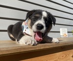 Mickey - Female Australian Cattle Dog Puppy for Sale - Photo #16