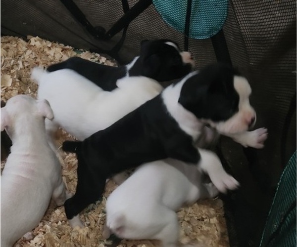 Medium Photo #6 Boxer Puppy For Sale in STAFFORD SPRINGS, CT, USA
