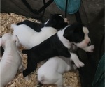 Small #5 Boxer