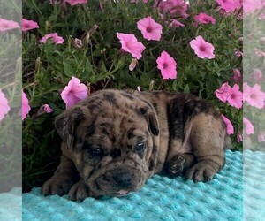 Beabull Puppy for sale in ARTHUR, IL, USA
