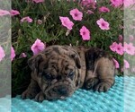 Small Beabull