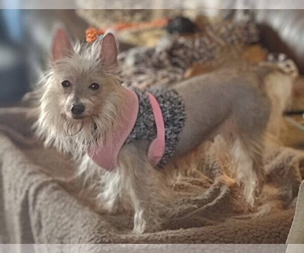 Medium Photo #3 Mutt Puppy For Sale in Sioux Falls, SD, USA