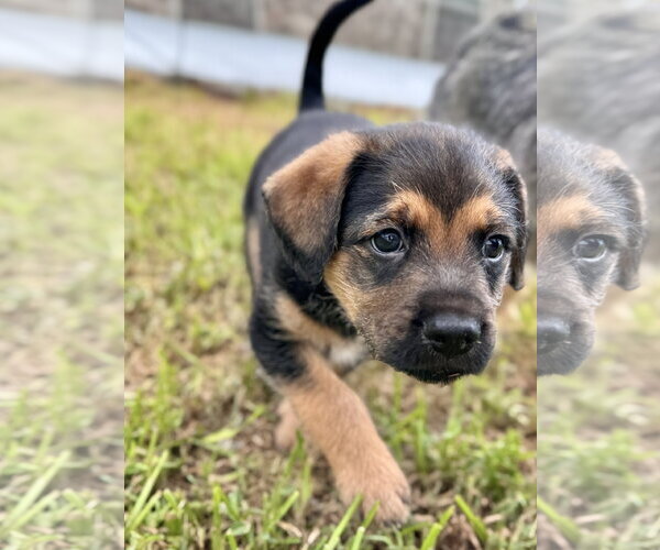 Medium Photo #1 Mutt Puppy For Sale in Rosenberg, TX, USA