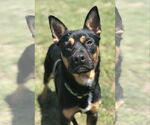 Small Bulldog-German Shepherd Dog Mix