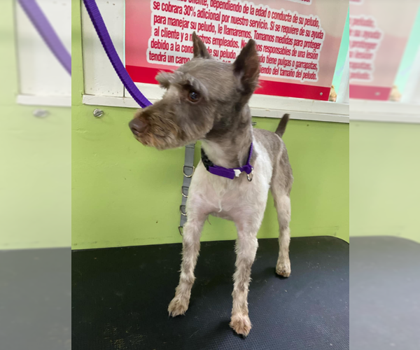 Medium Photo #5 Mutt Puppy For Sale in Cranston, RI, USA