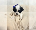 Small Photo #10 Shih Tzu Puppy For Sale in LANCASTER, CA, USA