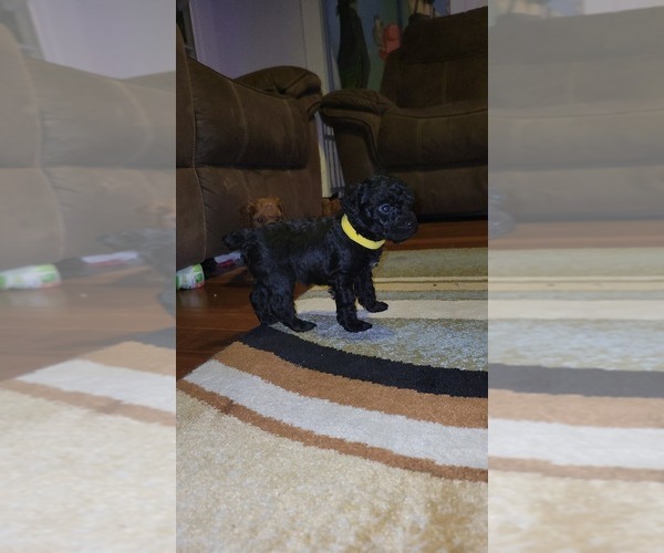 Medium Photo #6 Poodle (Toy) Puppy For Sale in NEW BEDFORD, MA, USA