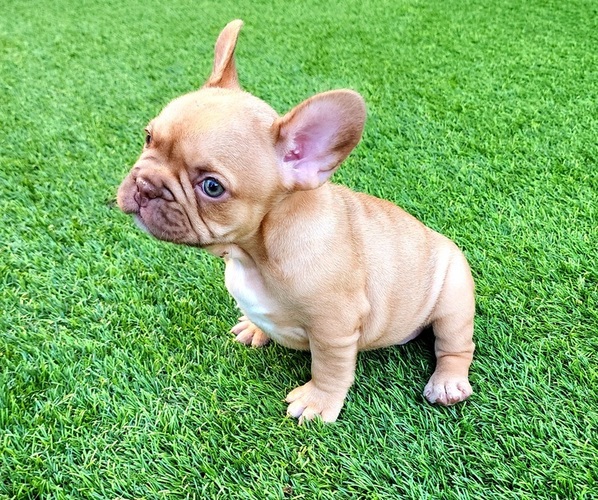 Medium Photo #4 French Bulldog Puppy For Sale in LAS VEGAS, NV, USA