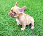 Small #3 French Bulldog