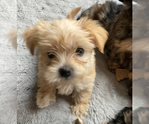 Morkie Puppy for sale in MANASSAS, VA, USA