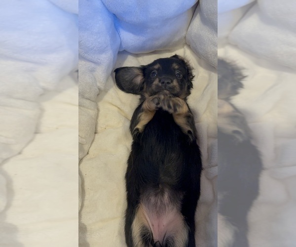 Medium Photo #5 Dachshund Puppy For Sale in LANEXA, VA, USA