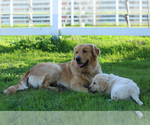Small Photo #14 Golden Retriever Puppy For Sale in CLOVIS, CA, USA