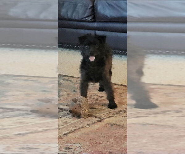 Medium Photo #2 Mutt Puppy For Sale in Conway, AR, USA