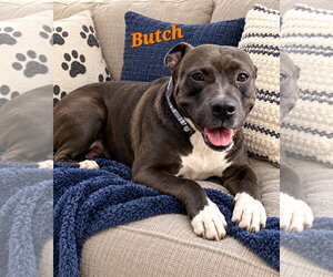 American Pit Bull Terrier-American Staffordshire Terrier Mix Dogs for adoption in Southbury, CT, USA