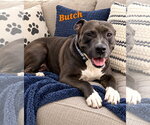 Butch - Male American Pit Bull Terrier-American Staffordshire Terrier Mix Dog for Adoption - Small photo