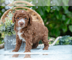 Poodle (Miniature) Litter for sale in WOLCOTTVILLE, IN, USA