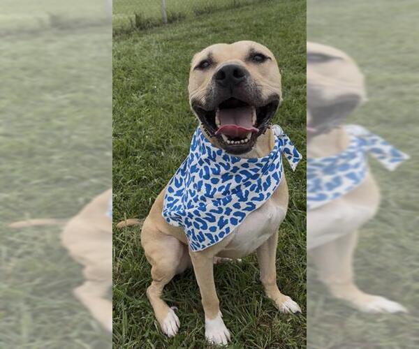 Medium Photo #1 Black Mouth Cur-Unknown Mix Puppy For Sale in Rosenberg, TX, USA