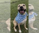 ZEUS - Male Black Mouth Cur-Unknown Mix Dog for Adoption - Small photo
