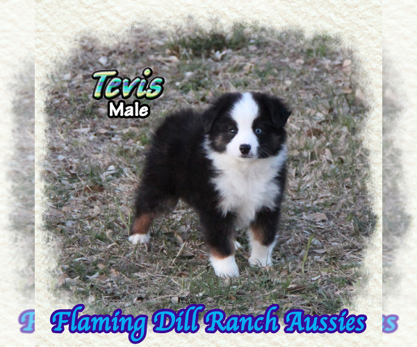 Medium Photo #1 Miniature Australian Shepherd Puppy For Sale in FORESTBURG, TX, USA