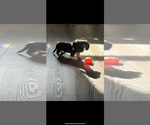 Small #2 Dachshund
