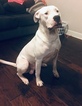 Small Photo #18 Dogo Argentino Puppy For Sale in LUTZ, FL, USA