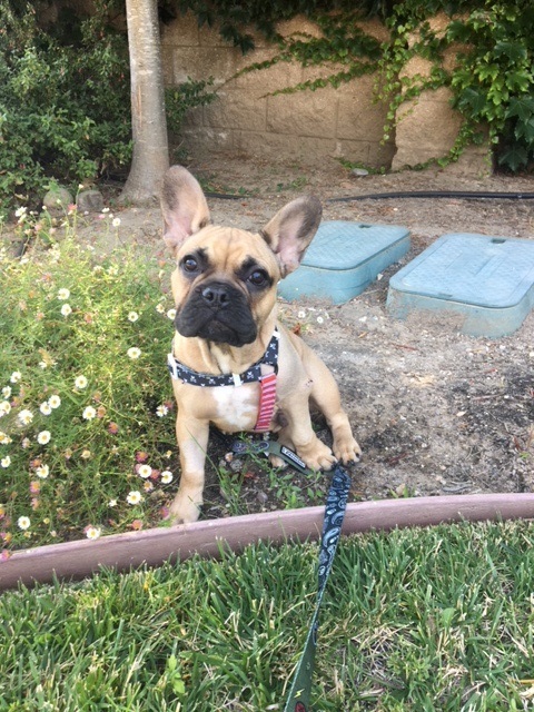 Medium Photo #1 French Bulldog Puppy For Sale in APTOS, CA, USA
