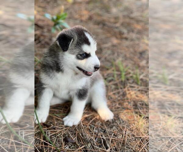 Medium Photo #6 Siberian Husky Puppy For Sale in BROOKSVILLE, FL, USA