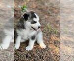Small Photo #6 Siberian Husky Puppy For Sale in BROOKSVILLE, FL, USA