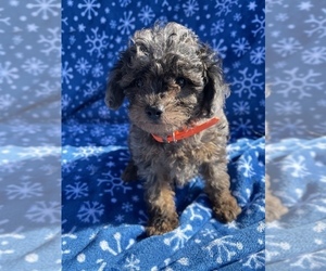 Poodle (Toy) Puppy for sale in LANCASTER, PA, USA