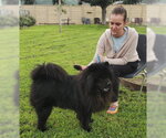 Small Photo #9 Chow Chow Puppy For Sale in Ventura, CA, USA