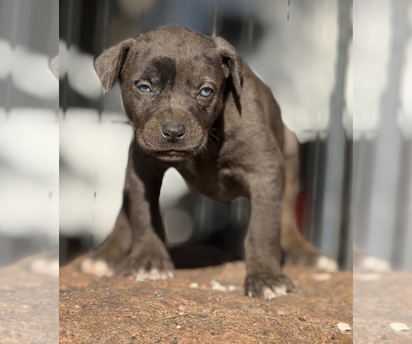 Medium Photo #52 Catahoula Leopard Dog Puppy For Sale in BUSHNELL, IL, USA