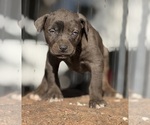 Small Photo #52 Catahoula Leopard Dog Puppy For Sale in BUSHNELL, IL, USA