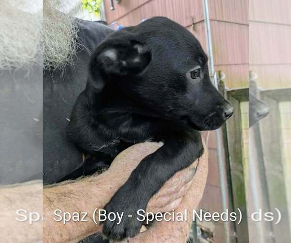 Medium Photo #2 Labbe Puppy For Sale in Aurora, IN, USA