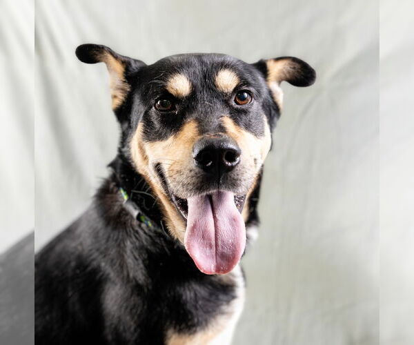 Medium Photo #2 Mutt Puppy For Sale in Rowlett, TX, USA