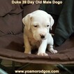 Small Photo #97 Dogo Argentino Puppy For Sale in JANE, MO, USA