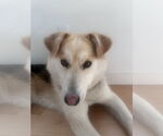 Small #3 Huskies  Mix