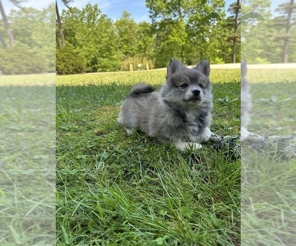 Medium Photo #9 Pomsky Puppy For Sale in GREENVILLE, MO, USA