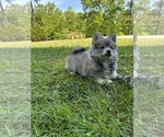 Small #8 Pomsky