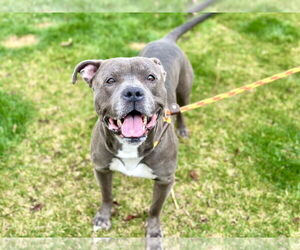 American Pit Bull Terrier-Unknown Mix Dogs for adoption in Crete, IL, USA