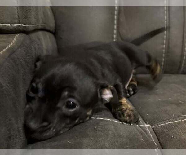 Medium Photo #2 Dachshund-Unknown Mix Puppy For Sale in Springdale, PA, USA