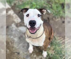 American Pit Bull Terrier-Unknown Mix Dogs for adoption in Modesto, CA, USA