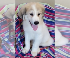 Great Pyrenees Puppy for sale in NEWPORT, NE, USA