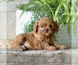 Cavapoo (Miniature) Puppy for sale in PARADISE, PA, USA