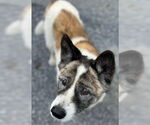 Small #1 Akita
