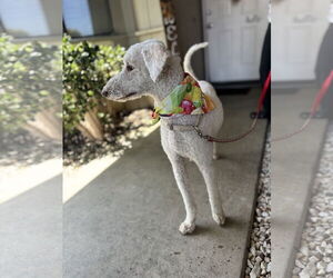 Medium Poodle (Standard) Mix