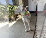 Small Poodle (Standard) Mix