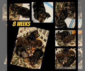 Dachshund Puppy for sale in TOLEDO, OH, USA